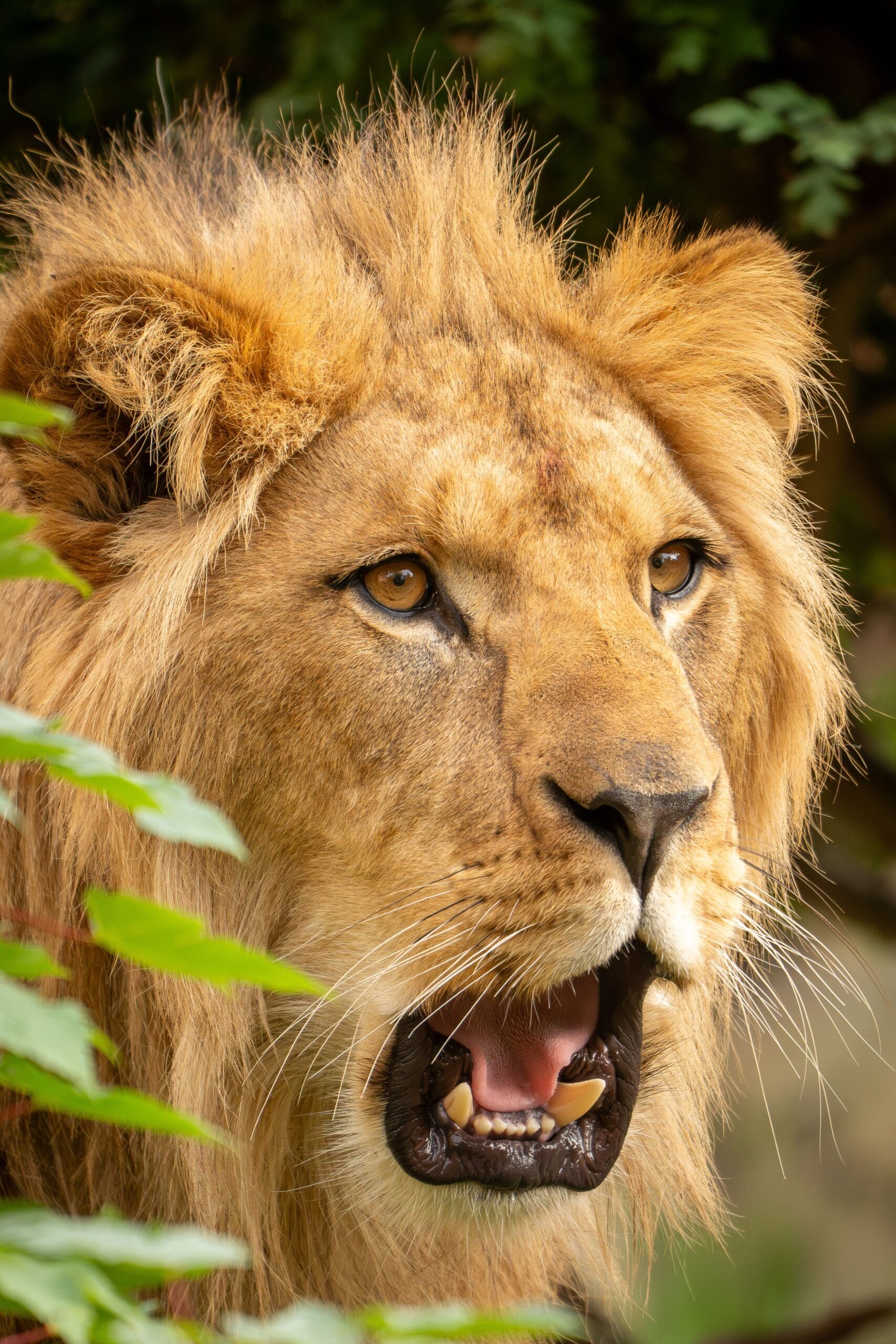 When A Lion Delivered Allah’s Message: No One Expected