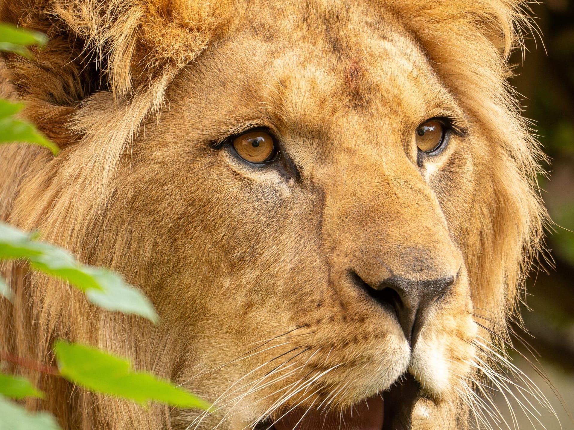 a lion preaching through roars